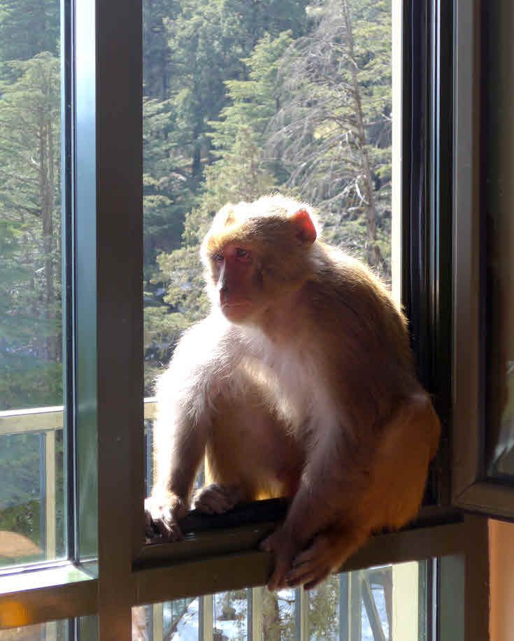 Rhesus macaque
